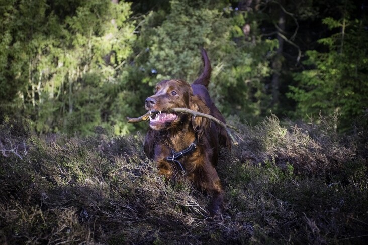 Top Care Tips for Your Irish Red and White Setter's Happy Life