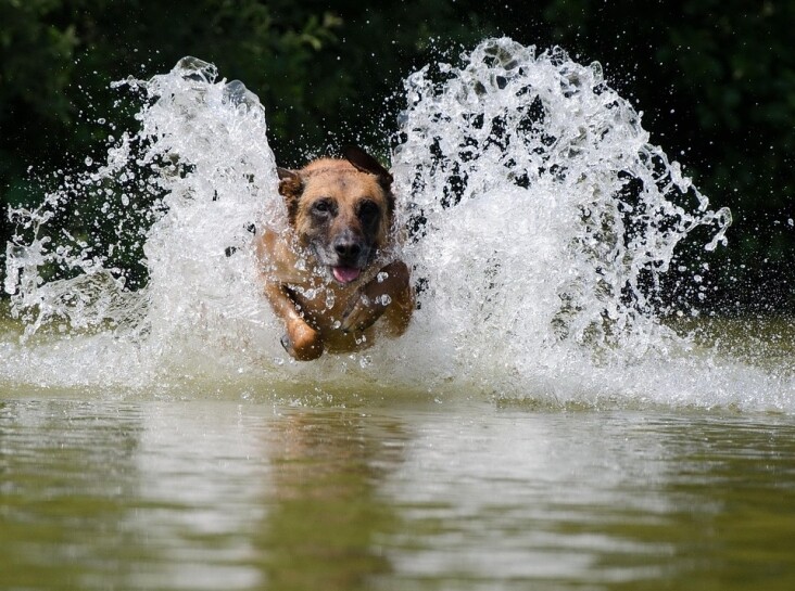 Caring for Your Belgian Malinois: Tips for a Happy, Healthy Life