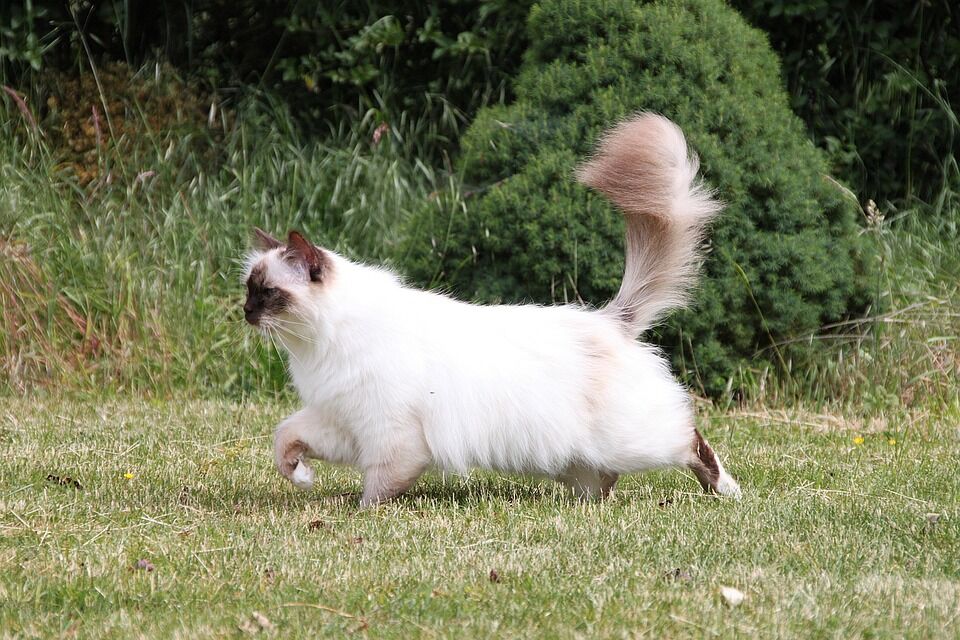 Caring for Your Birman Dog: Tips for a Happy, Healthy Pup