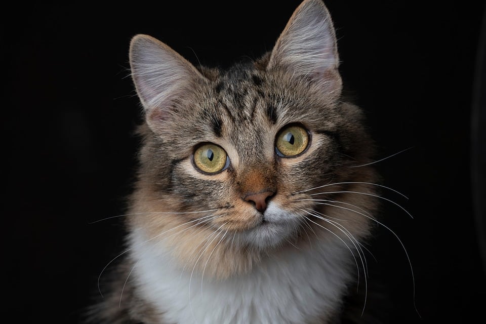 Caring for Your Domestic Mediumhair: Tips for Happy, Healthy Cats