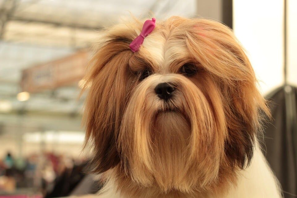 Caring for Your Lhasa Apso: Essential Tips for Happy, Healthy Lives