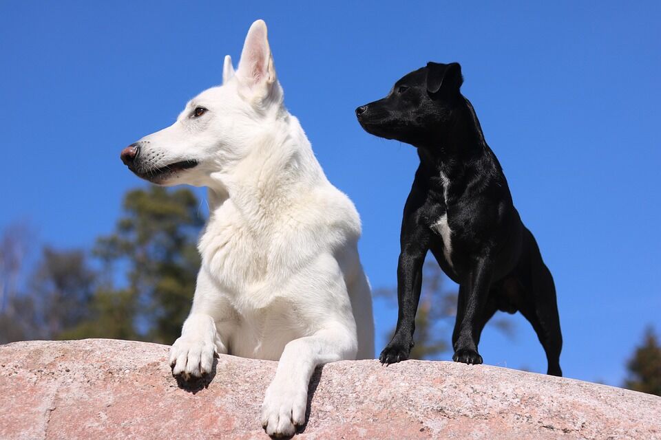 Caring for Your Biewer Terrier: Tips for a Happy, Healthy Puppy!