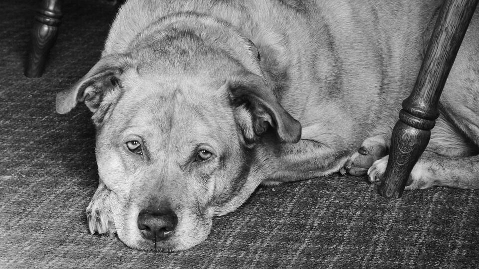 Caring for Your Bull Terrier: Tips for a Happy, Healthy Companion