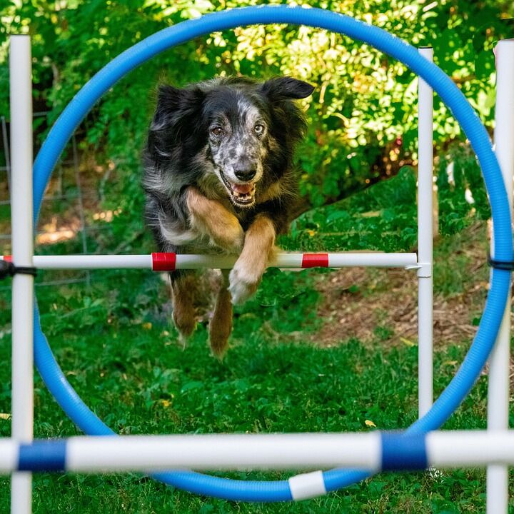 Caring for Your Stumpy Tail Cattle Dog: Tips for a Happy Companion