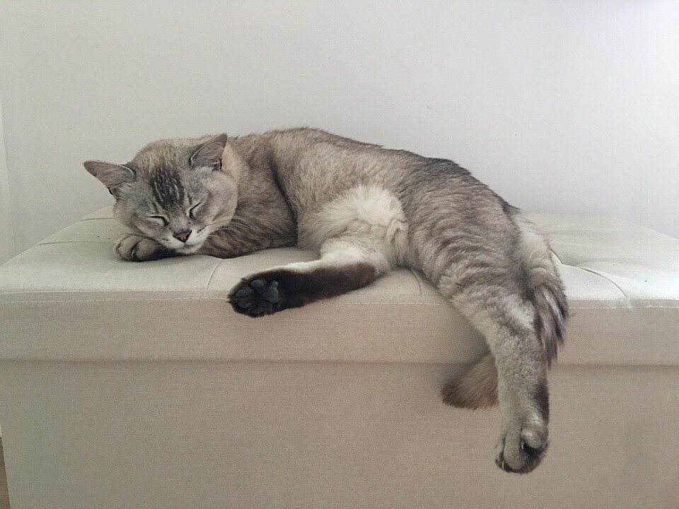 Burmilla Breed Bliss: Essential Care Tips for Happy Companions