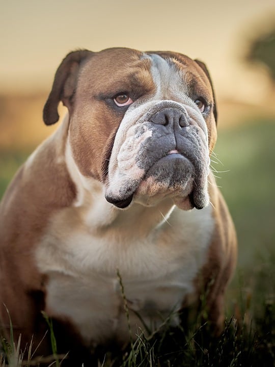 Caring for Your Bulldog: Essential Tips for a Happy, Healthy Pup!