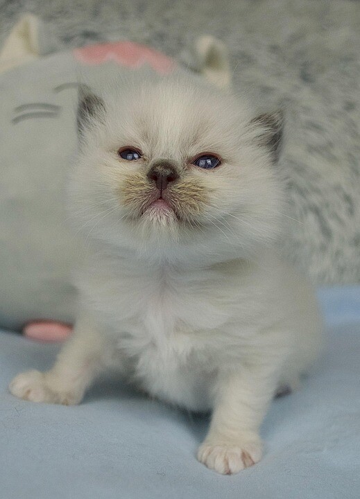 Caring for Your Ragdoll: Top Tips for a Happy, Healthy Pet