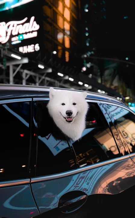 Caring for Your Samoyed: Essential Tips for Happy, Healthy Pups
