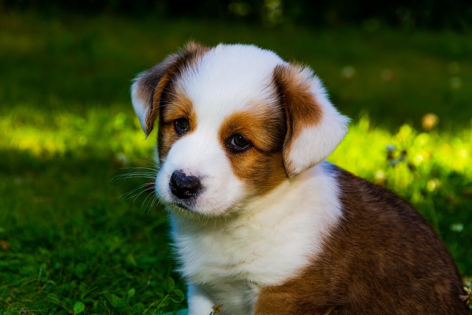 Why Cardigan Welsh Corgis Make the Perfect Family Pets