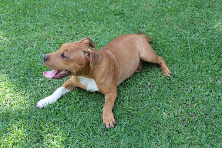 Caring for Your Bull Terrier: Essential Tips for a Happy Pup