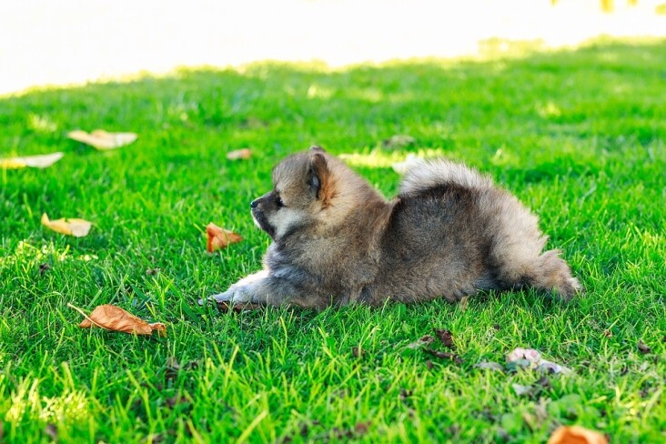 Caring for Your Japanese Spitz: Essential Tips for Happy Pets