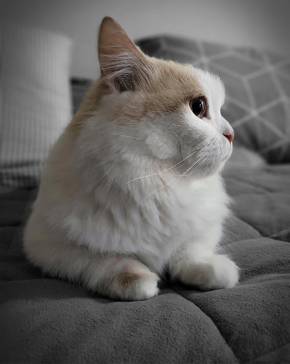 Caring for Munchkin Cats & Dogs: Tips for Happy, Healthy Companions
