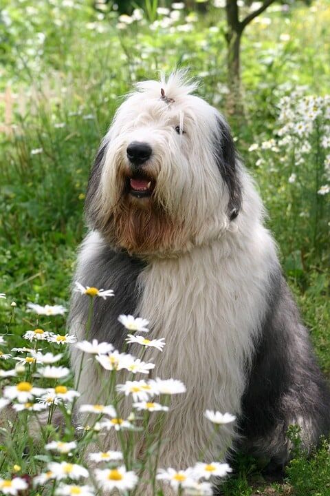 Caring for Your American Bobtail: Tips for a Happy, Healthy Pet