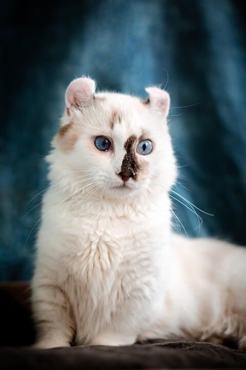 Caring for Your American Curl: Tips for a Happy, Healthy Furball