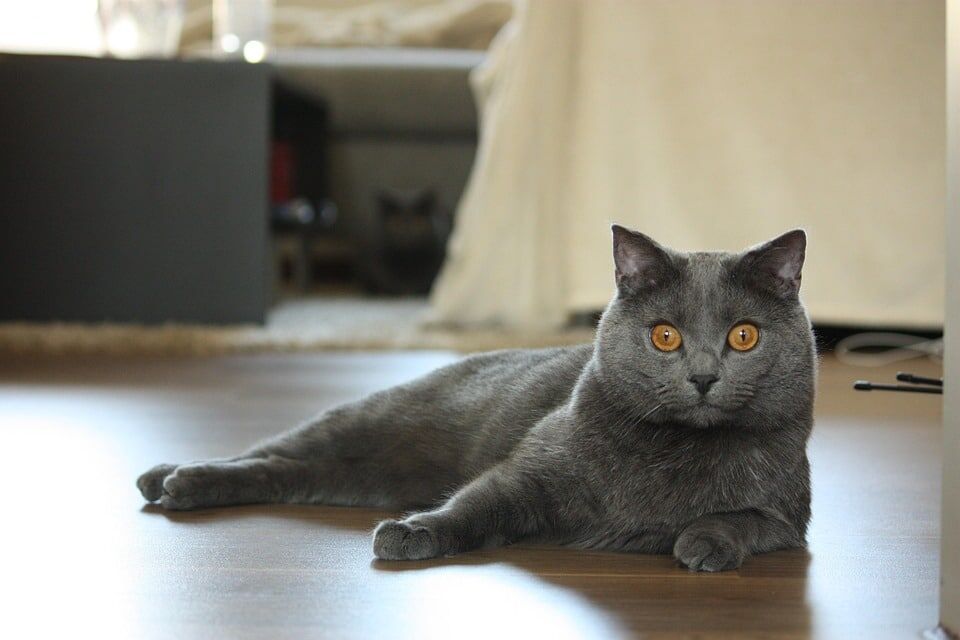 Caring for Your Chartreux: Tips for a Happy, Healthy Companion