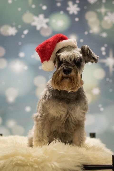 Caring for Your Miniature Schnauzer: Tips for a Happy, Healthy Pup