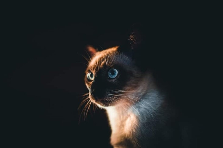 Caring for Your Siamese Dog: Tips for a Happy, Playful Life