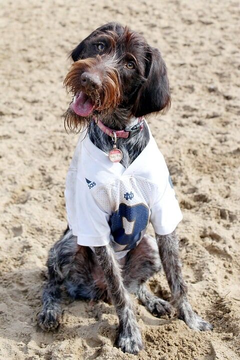 Caring for Your Slovakian Wirehaired Pointer: Tips for Happy Pets