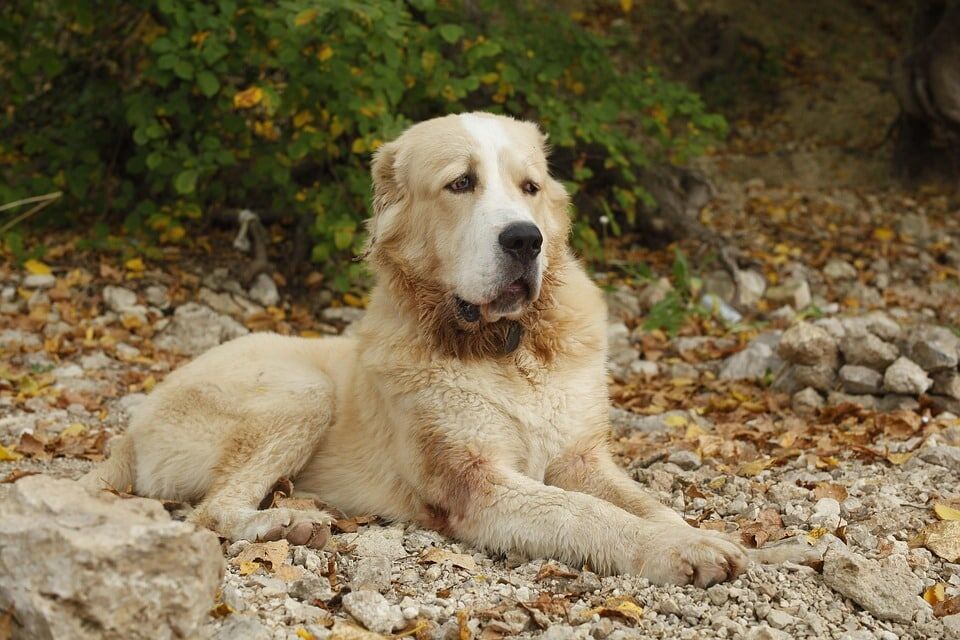 Embrace the Strength: Care Tips for Your Central Asian Shepherd