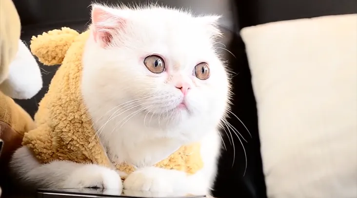 Exotic Shorthair Care: Tips for a Happy and Healthy Feline Friend