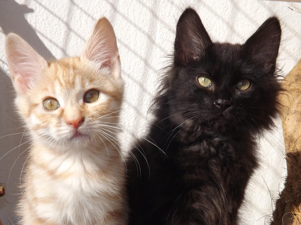 Kurilian Bobtail Care: Tips for a Happy, Healthy Companion
