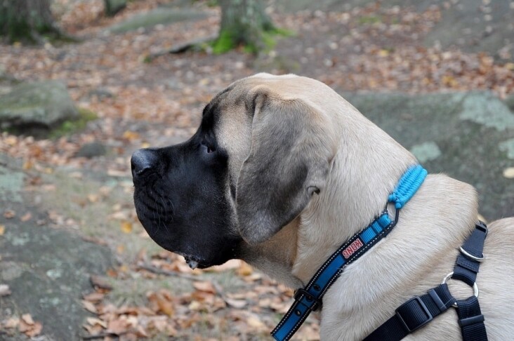 Meet the Mighty Mastiff: Traits & Care Tips for Lovable Giants