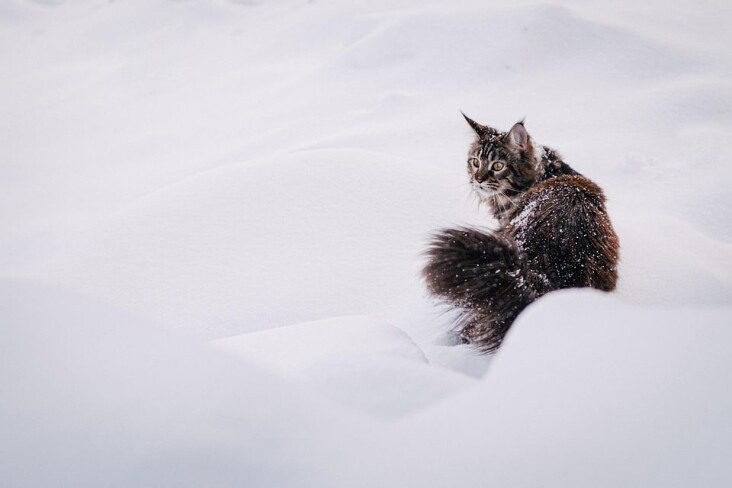 Top Care Tips for Happy, Healthy Maine Coon Cats