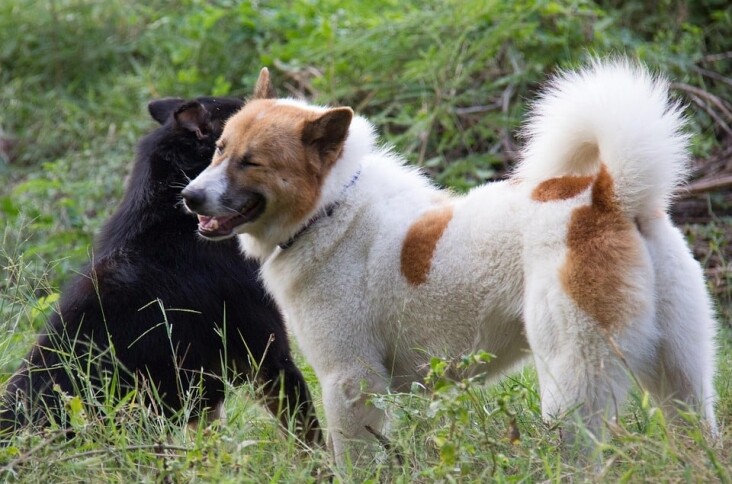 Unleashing Joy: Top Care Tips for Your Thai Bangkaew Companion