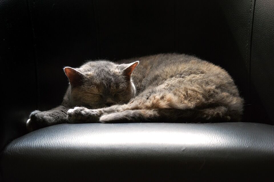 Caring for Your Selkirk Rex: Tips for a Happy, Healthy Feline!