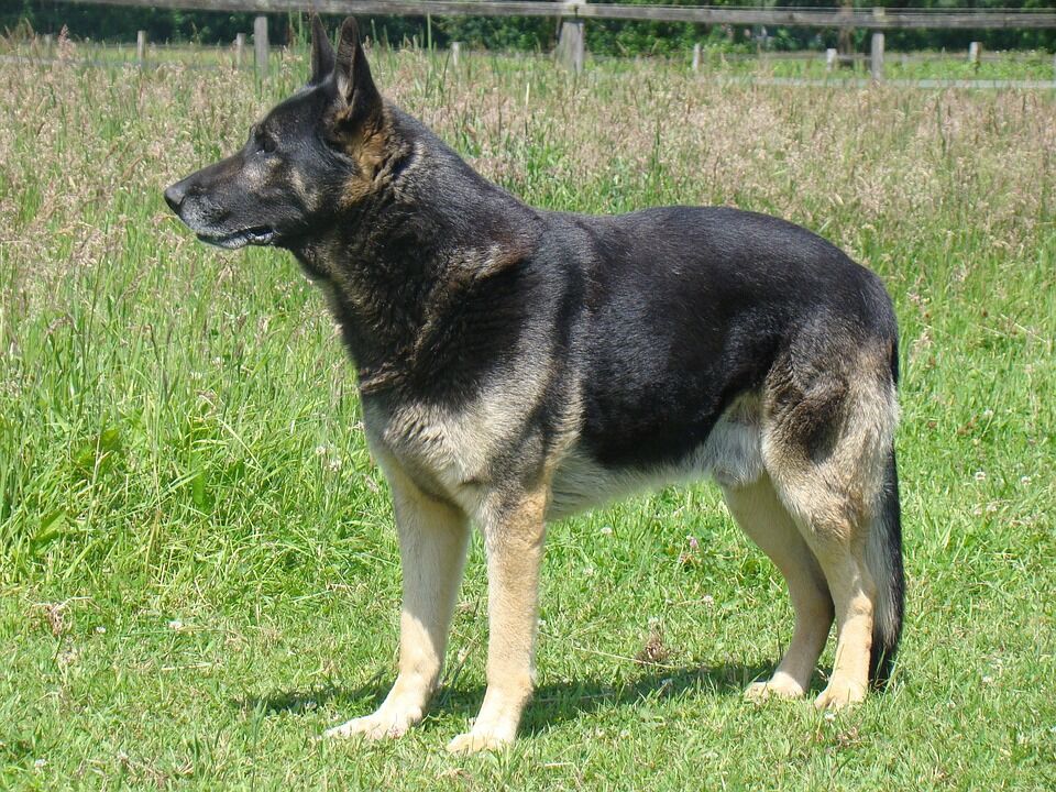 Care Tips for Your Romanian Carpathian Shepherd: Happy, Healthy, Loved