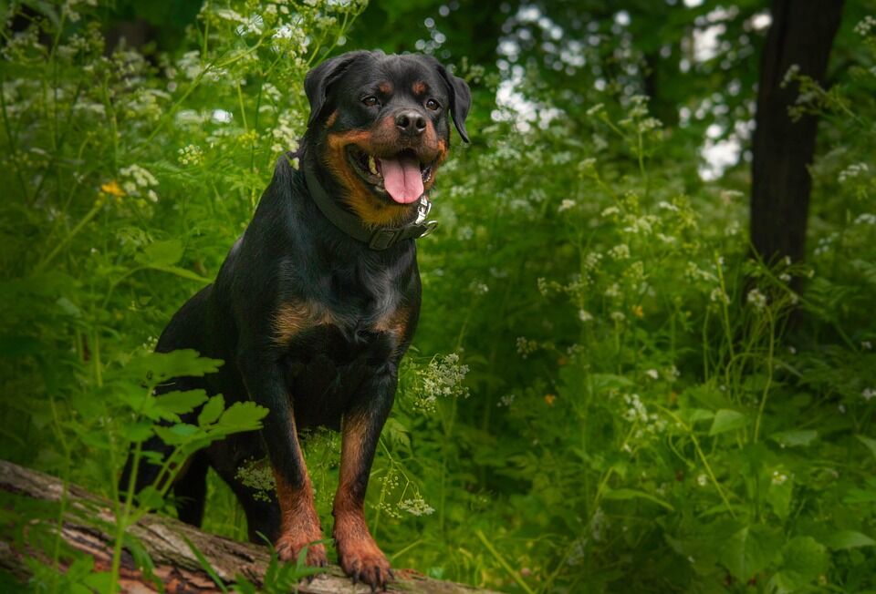 Caring for Your Rottweiler: Tips for a Happy, Healthy Pup
