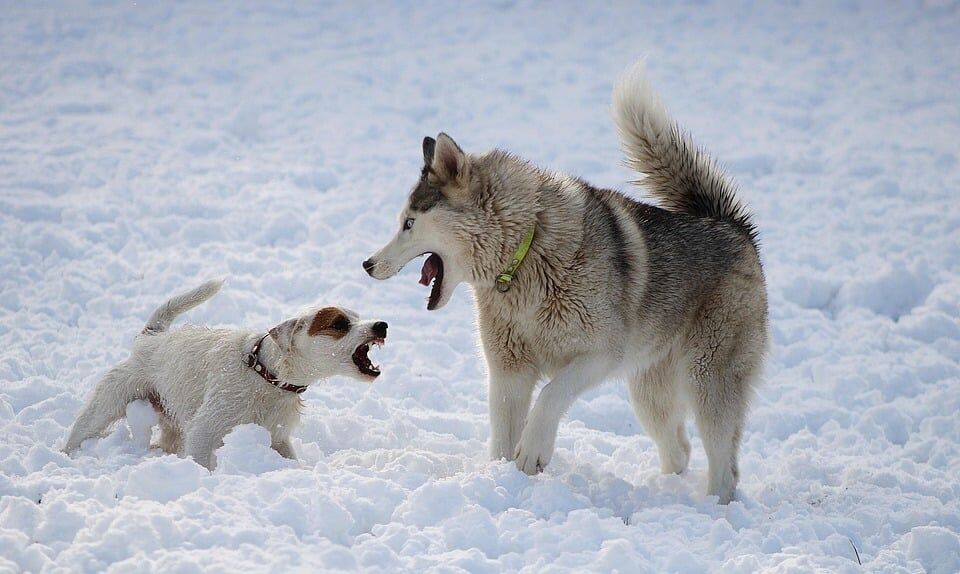 Caring for Your Biewer Terrier: Essential Tips for Happy Owners