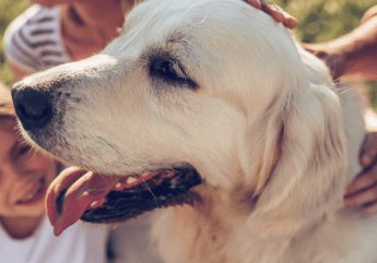 Emotional Support Animal Registration