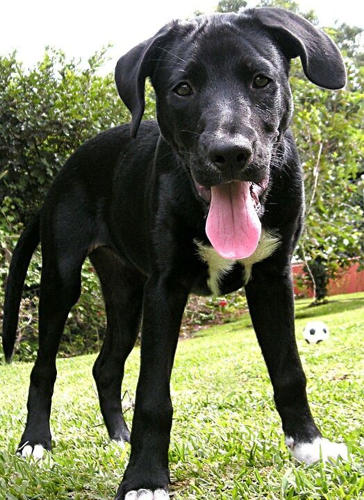 Caring for Your Lab: Essential Tips for a Happy, Healthy Companion