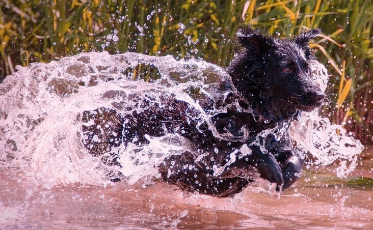 Caring for Your Spanish Water Dog: Tips for a Happy, Healthy Pet