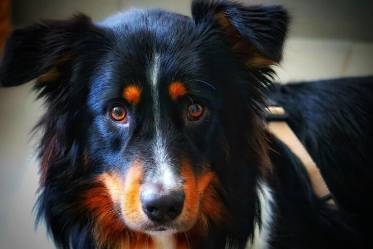 Essential Care Tips for Australian Cattle Dogs: Happy & Healthy Pups