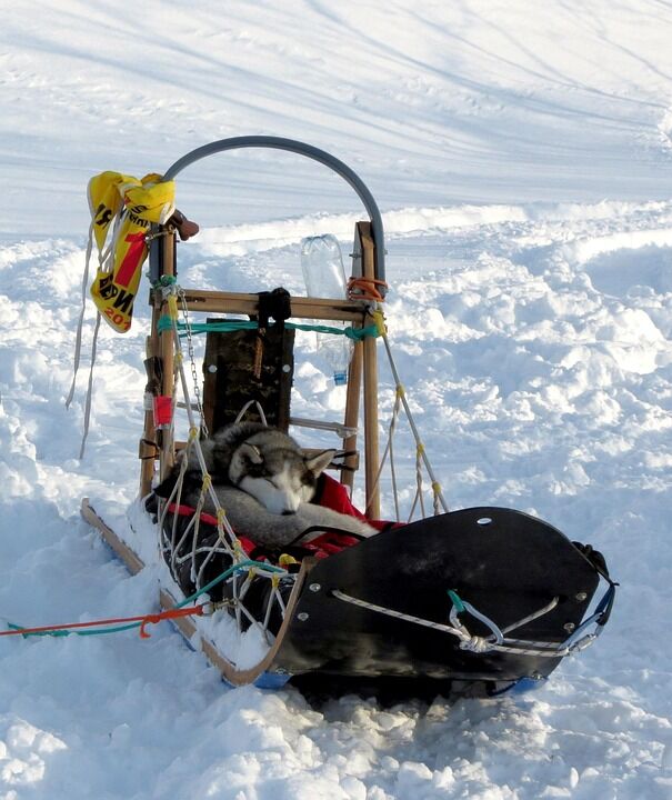 Unveiling the Yakutian Laika: Care Tips for an Adventurous Spirit