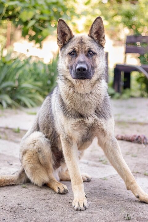 Caring for Your Central Asian Shepherd: Tips for a Happy, Healthy Pup