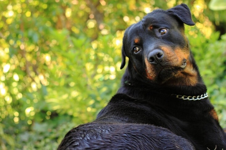 Essential Rottweiler Care Tips for Happy, Healthy Companionship