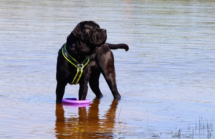 Unleash the Joy: Unique Benefits of Owning a Cane Corso!