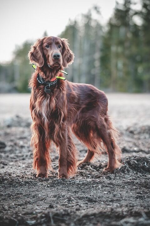 Why Gordon Setters Make the Perfect Family Pets: Tips & Insights