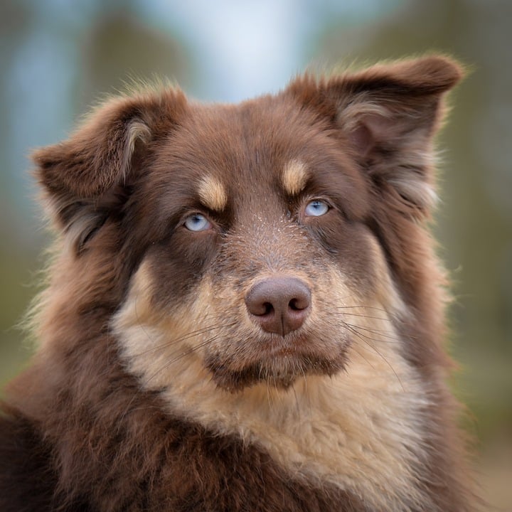 Anatolian Shepherds Unleashed: Top Care Tips for Happy Pets