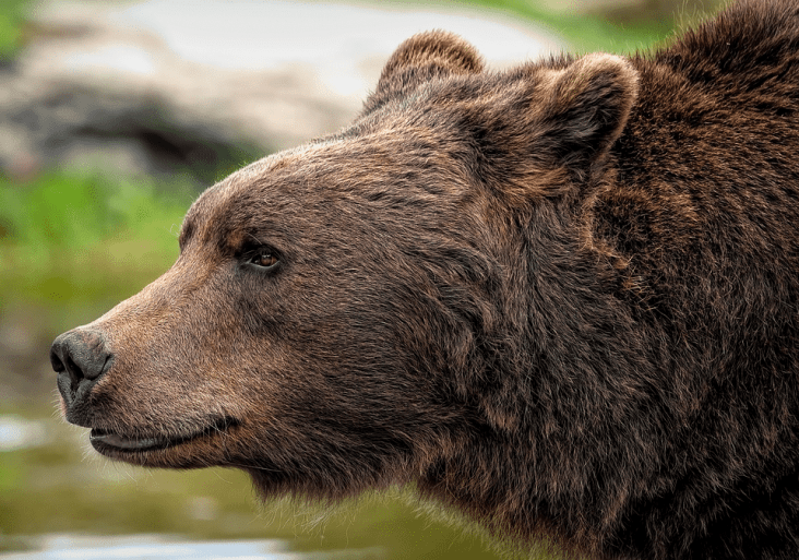 Caring for Karelian Bear Dogs: Tips for a Happy, Healthy Companion