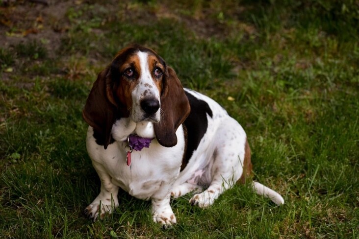 Caring for Your Basset Hound: Tips for a Happy, Healthy Pup