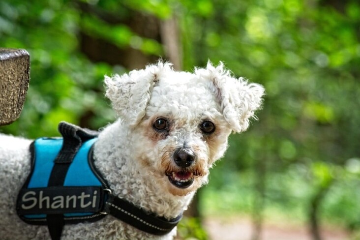 Caring for Your Bichon Frise: Tips for a Happy, Healthy Pup