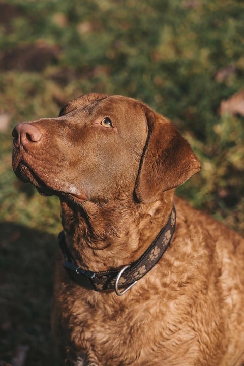Caring for Your Chesapeake Bay Retriever: Tips for Happy, Healthy Dogs!