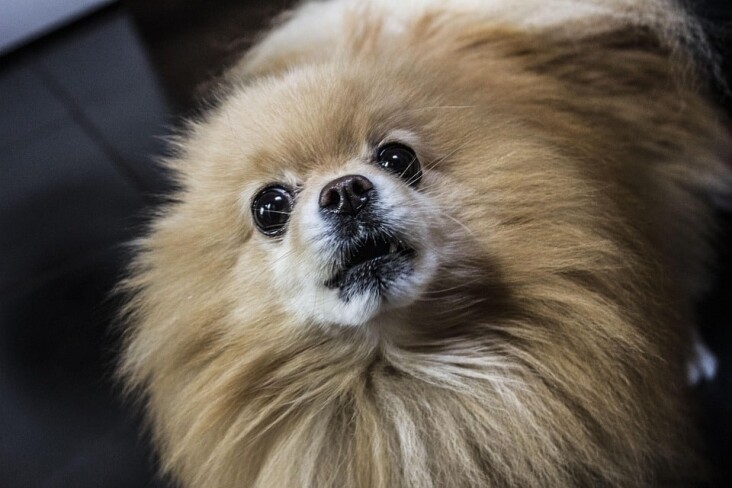 Caring for Your German Spitz: Tips for a Happy, Healthy Pup!
