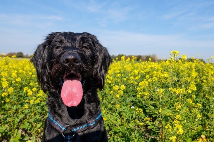 Caring for Your Giant Schnauzer: Tips for a Happy, Healthy Pup