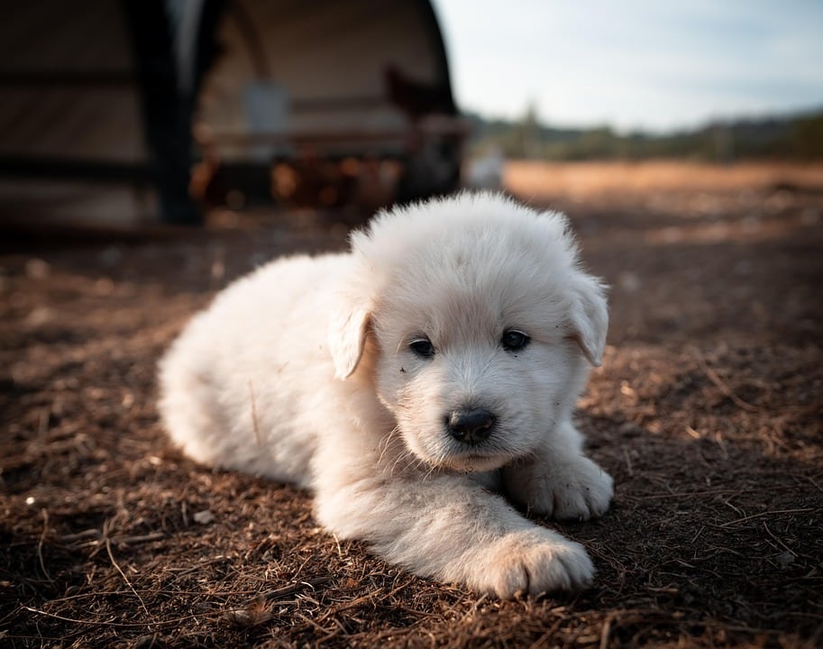 Caring for Your Great Pyrenees: Tips for a Happy, Healthy Pup
