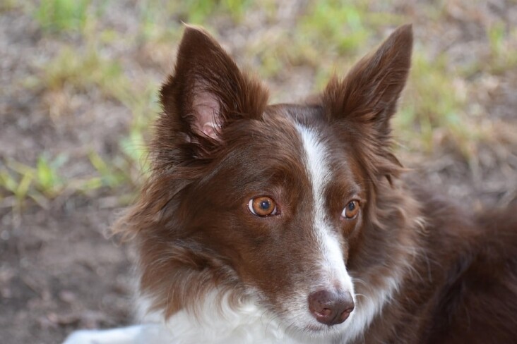 Caring for a Collie: Tips for Keeping Your Furry Friend Happy!